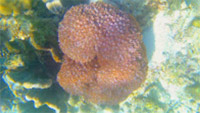 The Dream: ไปให้สุดปลายฝัน Raja Ampat by JC Tour The Dream: ไปให้สุดปลายฝัน Raja Ampat by JC Tour