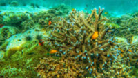 The Dream: ไปให้สุดปลายฝัน Raja Ampat by JC Tour The Dream: ไปให้สุดปลายฝัน Raja Ampat by JC Tour
