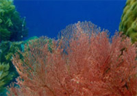 The Dream: ไปให้สุดปลายฝัน Raja Ampat by JC Tour The Dream: ไปให้สุดปลายฝัน Raja Ampat by JC Tour