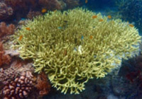 The Dream: ไปให้สุดปลายฝัน Raja Ampat by JC Tour The Dream: ไปให้สุดปลายฝัน Raja Ampat by JC Tour