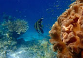 The Dream: ไปให้สุดปลายฝัน Raja Ampat by JC Tour The Dream: ไปให้สุดปลายฝัน Raja Ampat by JC Tour