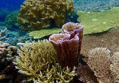 The Dream: ไปให้สุดปลายฝัน Raja Ampat by JC Tour The Dream: ไปให้สุดปลายฝัน Raja Ampat by JC Tour