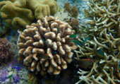 The Dream: ไปให้สุดปลายฝัน Raja Ampat by JC Tour The Dream: ไปให้สุดปลายฝัน Raja Ampat by JC Tour