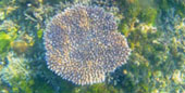 The Dream: ไปให้สุดปลายฝัน Raja Ampat by JC Tour The Dream: ไปให้สุดปลายฝัน Raja Ampat by JC Tour