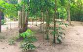 Earth Entertain: กระบี่ 4 วัน Earth Entertain: กระบี่ 4 วัน