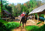 Elephant Trekking