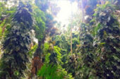 Earth Evidence : บึงกาฬ นครพนม สกล Earth Evidence : บึงกาฬ นครพนม สกล