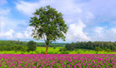 Enlarge Horizon..: เลย - เชียงคาน Enlarge Horizon..: เลย - เชียงคาน