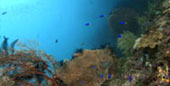 Escaped to Nature Raja Ampat by JC Tour Escaped to Nature Raja Ampat by JC Tour