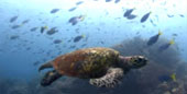 Escaped to Nature Raja Ampat by JC Tour Escaped to Nature Raja Ampat by JC Tour