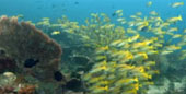 Escaped to Nature Raja Ampat by JC Tour Escaped to Nature Raja Ampat by JC Tour