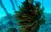 Escaped to Nature Raja Ampat by JC Tour Escaped to Nature Raja Ampat by JC Tour