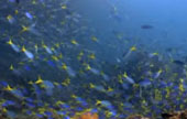 Escaped to Nature Raja Ampat by JC Tour Escaped to Nature Raja Ampat by JC Tour