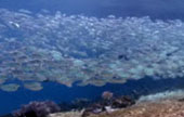 Escaped to Nature Raja Ampat by JC Tour Escaped to Nature Raja Ampat by JC Tour