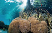 Escaped to Nature Raja Ampat by JC Tour Escaped to Nature Raja Ampat by JC Tour