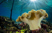 Escaped to Nature Raja Ampat by JC Tour Escaped to Nature Raja Ampat by JC Tour