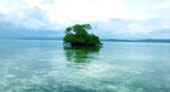 Escaped to Nature Raja Ampat by JC Tour Escaped to Nature Raja Ampat by JC Tour