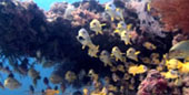 Escaped to Nature Raja Ampat by JC Tour Escaped to Nature Raja Ampat by JC Tour