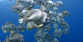 Escaped to Nature Raja Ampat by JC Tour Escaped to Nature Raja Ampat by JC Tour
