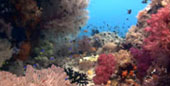 Escaped to Nature Raja Ampat by JC Tour Escaped to Nature Raja Ampat by JC Tour