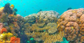 Gem in Gam Island