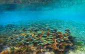 Gem in Gam Island