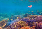 Sea Relax and Adventure Sea Relax and Adventure