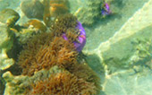 Picture 25 of Water.... เกาะหลีเป๊ะ 5วัน4คืน Picture 25 of Water.... เกาะหลีเป๊ะ 5วัน4คืน