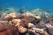 Picture 25 of Water.... เกาะหลีเป๊ะ 5วัน4คืน Picture 25 of Water.... เกาะหลีเป๊ะ 5วัน4คืน