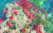 Picture 25 of Water.... เกาะหลีเป๊ะ 5วัน4คืน Picture 25 of Water.... เกาะหลีเป๊ะ 5วัน4คืน