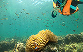 Picture 25 of Water.... เกาะหลีเป๊ะ 5วัน4คืน Picture 25 of Water.... เกาะหลีเป๊ะ 5วัน4คืน