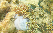 Picture 25 of Water.... เกาะหลีเป๊ะ 5วัน4คืน Picture 25 of Water.... เกาะหลีเป๊ะ 5วัน4คืน