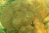 Picture 25 of Water.... เกาะหลีเป๊ะ 5วัน4คืน Picture 25 of Water.... เกาะหลีเป๊ะ 5วัน4คืน