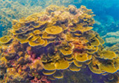 Picture 25 of Water.... เกาะหลีเป๊ะ 5วัน4คืน Picture 25 of Water.... เกาะหลีเป๊ะ 5วัน4คืน