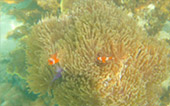 Picture 25 of Water.... เกาะหลีเป๊ะ 5วัน4คืน Picture 25 of Water.... เกาะหลีเป๊ะ 5วัน4คืน