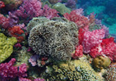 Picture 25 of Water.... เกาะหลีเป๊ะ 5วัน4คืน Picture 25 of Water.... เกาะหลีเป๊ะ 5วัน4คืน