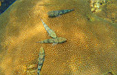 Picture 25 of Water.... เกาะหลีเป๊ะ 5วัน4คืน Picture 25 of Water.... เกาะหลีเป๊ะ 5วัน4คืน