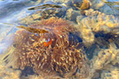 Picture 25 of Water.... เกาะหลีเป๊ะ 5วัน4คืน Picture 25 of Water.... เกาะหลีเป๊ะ 5วัน4คืน