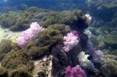 Picture 25 of Water.... เกาะหลีเป๊ะ 5วัน4คืน Picture 25 of Water.... เกาะหลีเป๊ะ 5วัน4คืน