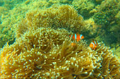 Picture 25 of Water.... เกาะหลีเป๊ะ 5วัน4คืน Picture 25 of Water.... เกาะหลีเป๊ะ 5วัน4คืน