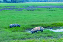 ทัวร์เกาะหมาก: 1 วัน Nature of Rural ทัวร์เกาะหมาก: 1 วัน Nature of Rural
