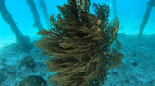 The Jetties's Reef by JC Tour