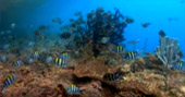 The Jetties's Reef by JC Tour