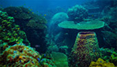 Valued Afternoon: ครึ่งวัน น้ำตื้นอ่าวเต่า Shark Island