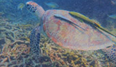Valued Afternoon: ครึ่งวัน น้ำตื้นอ่าวเต่า Shark Island