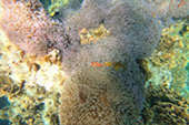 Turtle Trace. เดย์ทริป พิเศษ ดำน้ำเกาะเต่า