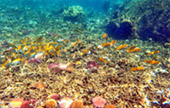Valued Afternoon: ครึ่งวัน น้ำตื้นอ่าวเต่า Shark Island