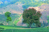 Mountains, Lake, Arts Mountains, Lake, Arts