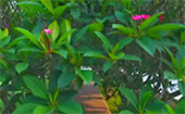 Hard Tango.: น่าน หลวงพระบาง วังเวียง Hard Tango.: น่าน หลวงพระบาง วังเวียง