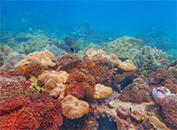 ทัวร์วันเดียวเกาะหลีเป๊ะ ทัวร์วันเดียวเกาะหลีเป๊ะ